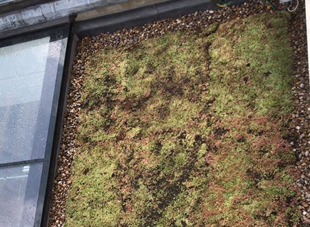Eco-friendly green roofing Specialists in Hertfordshire